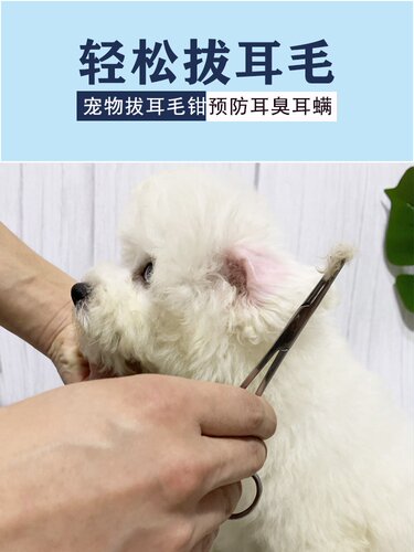 贵宾犬拔耳毛价格 贵宾犬拔耳毛图片 星期三
