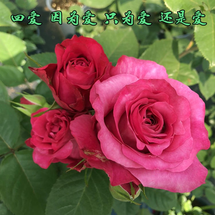 欧月四爱大花浓香月季花苗重瓣玫瑰阳台庭院强香艳丽切花盆栽花卉