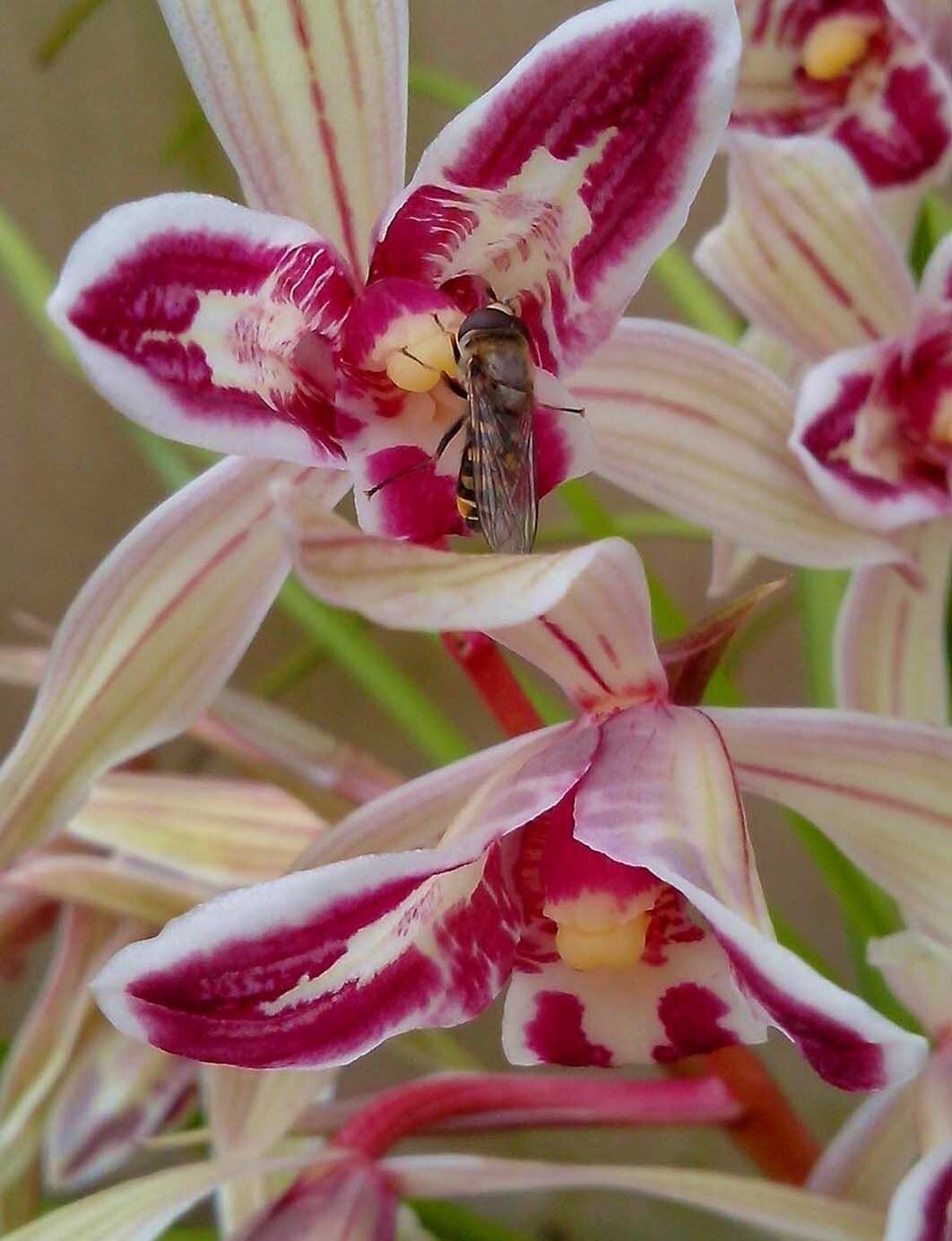 兔兰花玉兰e名邮开莲花植本品绿花年日台瓣院当庭栽厅苗客阳盆包