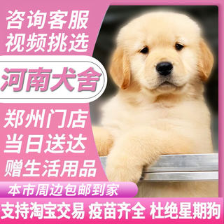 【河南犬舍】金毛幼犬赛级纯种宠物狗活幼体小狗动物活的活物