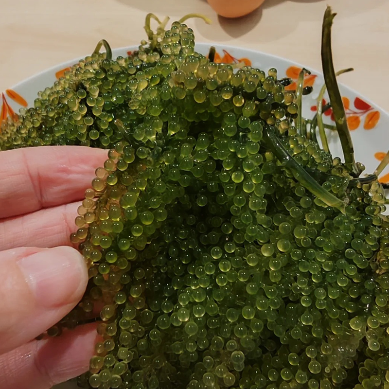 海葡萄新鲜即食鱼子酱海藻带菜网红零食盐渍龙须菜儿童海葡萄商用