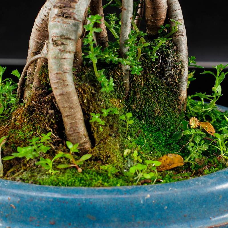 榆树盆景 榔榆盆栽 掌上盆景造型 微型花卉绿植树桩植物 原土发货