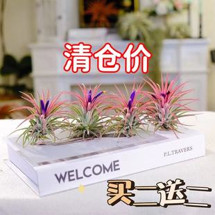 空气凤梨绿植花草花卉无土室内客厅装饰摆件盆栽绿植好养室外庭院