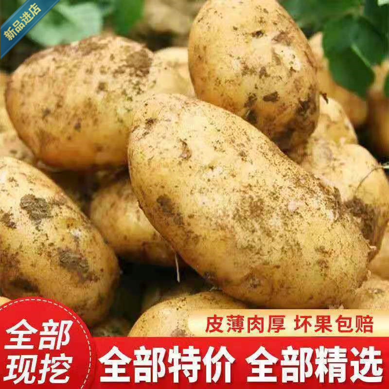 现挖5斤新鲜黄心大土豆马铃薯新鲜蔬菜洋芋土豆质量好品质