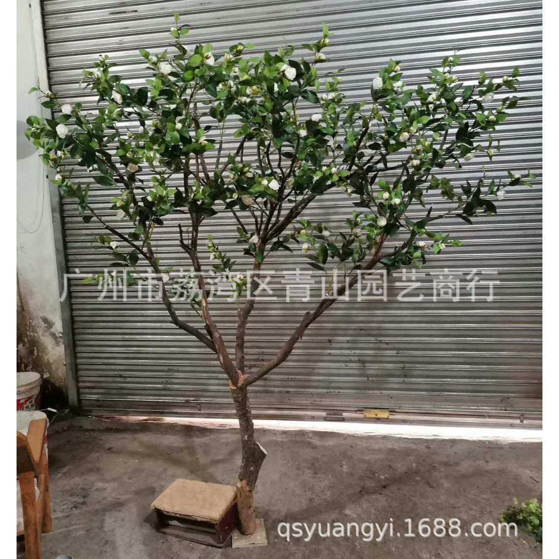福禄桐树仿真树假树枝实木树干福禄桐树商场装饰大型仿真植物