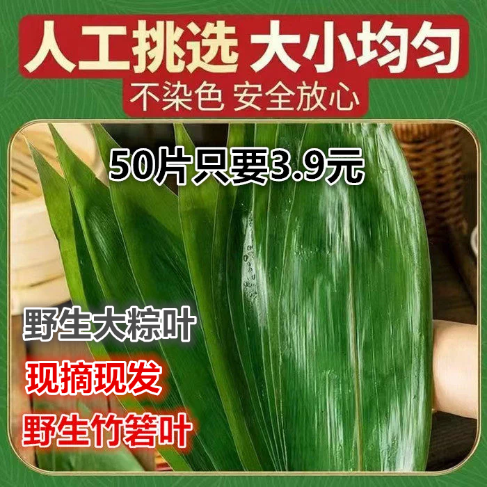 新鲜粽叶粽子叶野生箬叶天然大叶2026新叶家用专用100片真空包粽