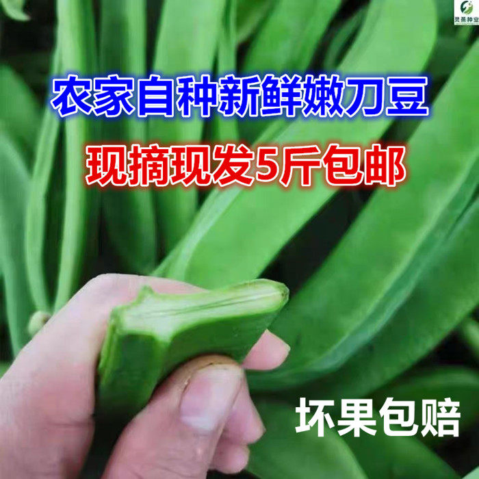 刀豆现摘嫩刀豆农家自种刀豆角5斤剁辣椒酸原料刀把豆子时令蔬菜