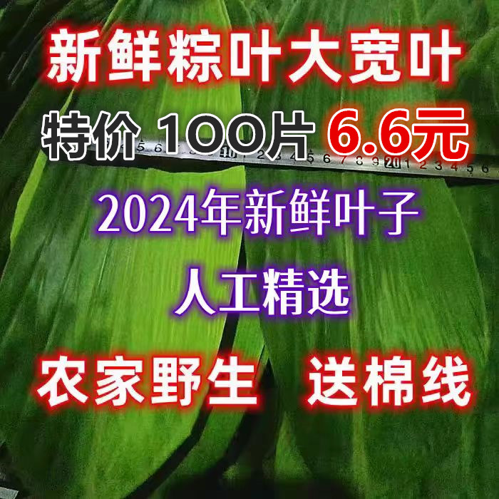 新鲜粽叶野生天然粽子叶大号2024现摘100片真空家用商用箬叶芦苇