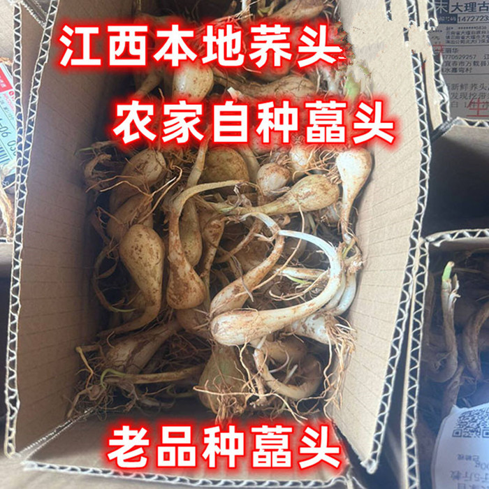 江西藠头荞头新鲜荞头现挖茭头教头带根须本地农家自种农产品特产