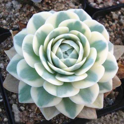 富士多肉多少钱 富士多肉价格 小麦优选