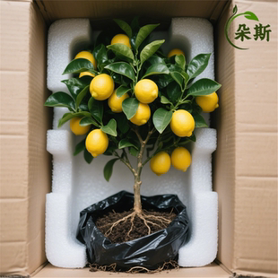 香水柠檬树盆栽带果发货可食用阳台室内客厅大型绿植物柠檬树果苗