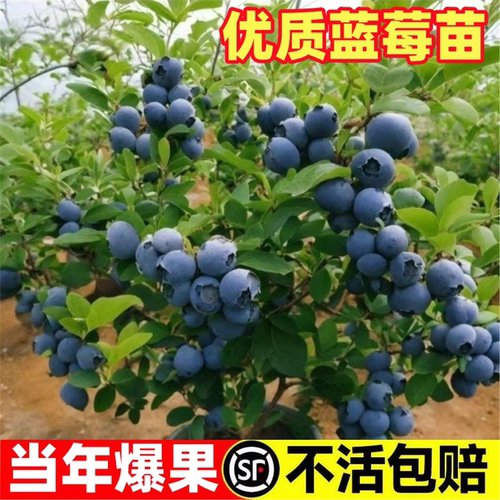蓝莓树果苗带土带叶蓝莓苗盆栽
