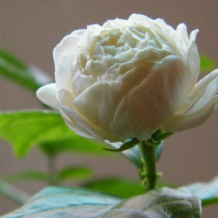 三叶轮生虎头茉莉苗花盆