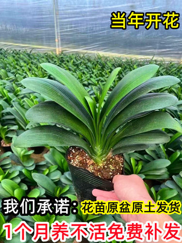 君子兰盆栽带花苞高端精品特