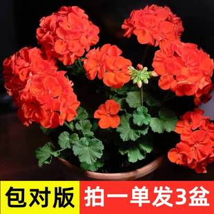 進(jìn)口大花天竺葵花苗重瓣花卉庭院陽臺循環(huán)開花不斷盆栽帶花苞發(fā)貨