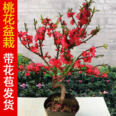 桃花树盆栽老桩苗带苞阳台寿
