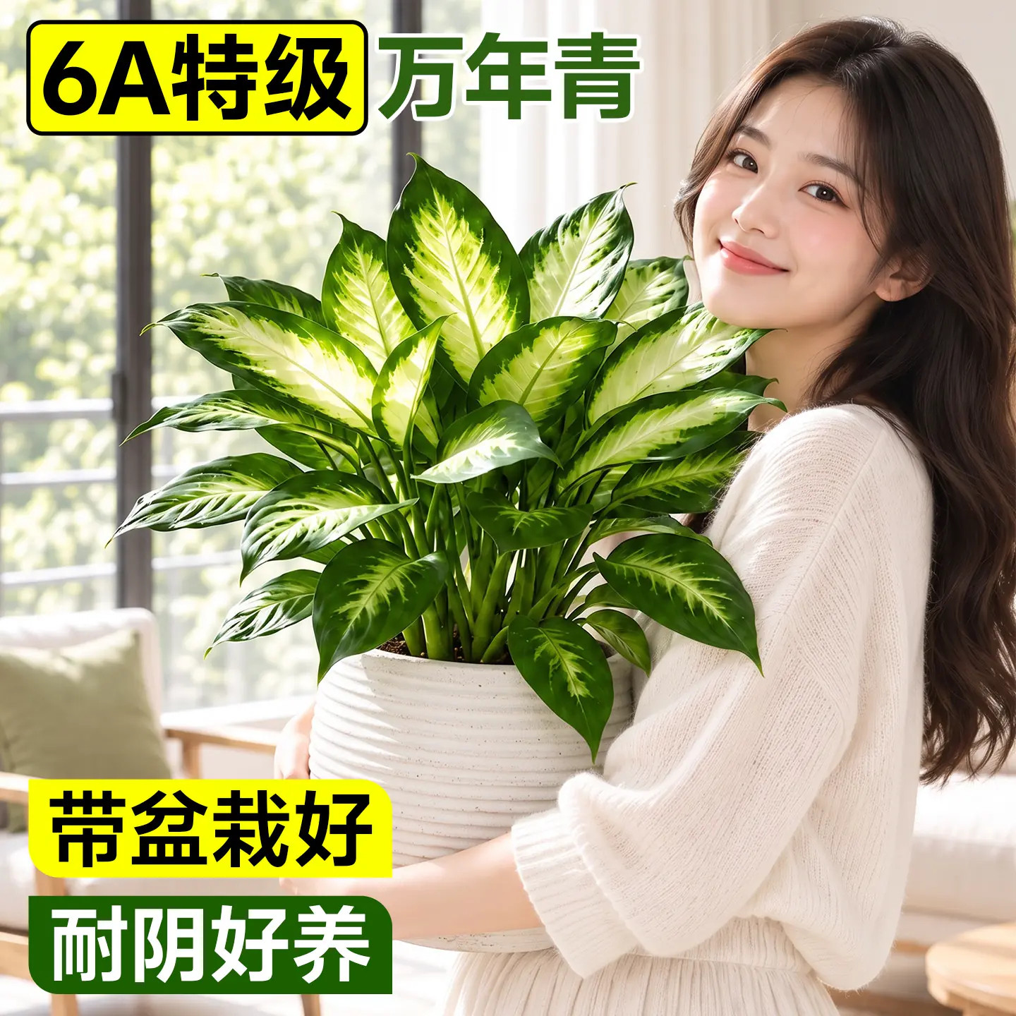 万年青盆栽绿植室内桌面阳台好养四季常青观叶植物净化空气客厅办