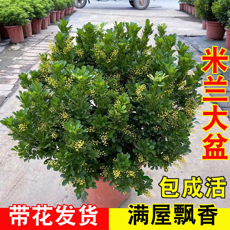 香水米兰花盆栽卉绿植室内