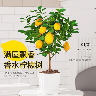 香水柠檬树盆栽苗果浓带可