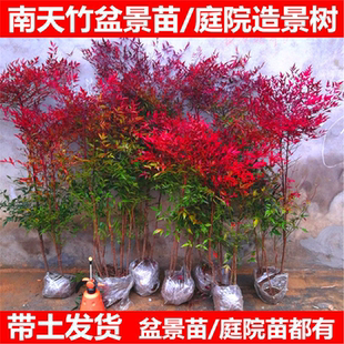 火焰南天竹树苗盆栽水培养植物室内花卉绿植庭院观叶耐寒老桩盆景