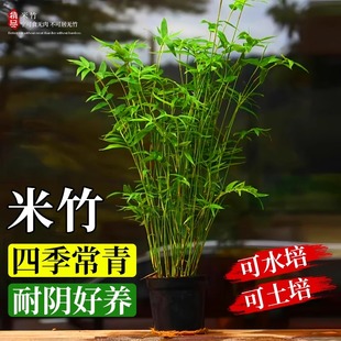 米竹盆栽凤尾竹观音竹微型观赏竹庭院竹子室内阳台小叶米竹苗盆景