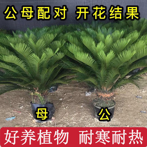 铁树盆栽苗小景室内外庭院植
