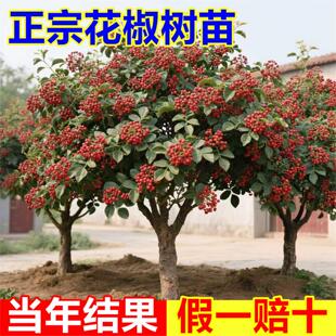 特大红袍花椒苗树小苗批发南北方种植老品种麻椒当年结果花椒树苗