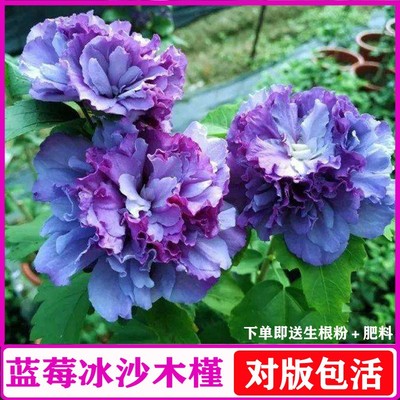 木槿花苗重瓣菊阳台庭院耐