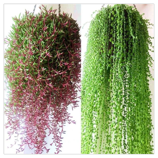 佛珠吊兰盆栽垂吊珍珠吊室内情人泪多肉植物客厅紫玄月爱之蔓