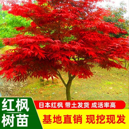 日本红枫树苗四季庭院别墅绿