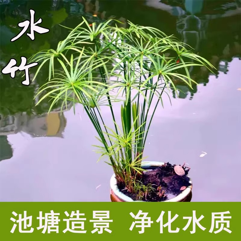 水竹风车草生培植物龟盆栽