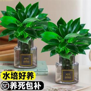 金钻盆栽植物铂金钻黄金葛箩水培大叶绿植多肉办公室内懒人好养花