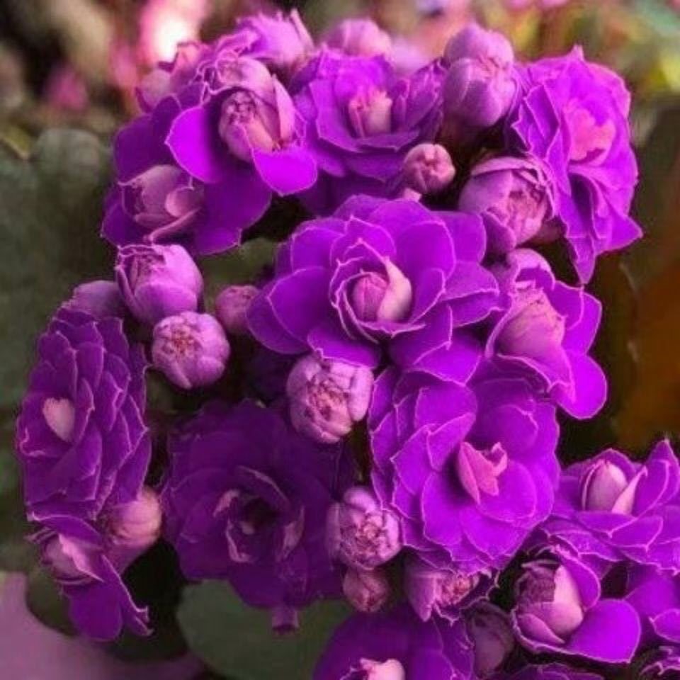 【带花苞发货】长寿盆栽四