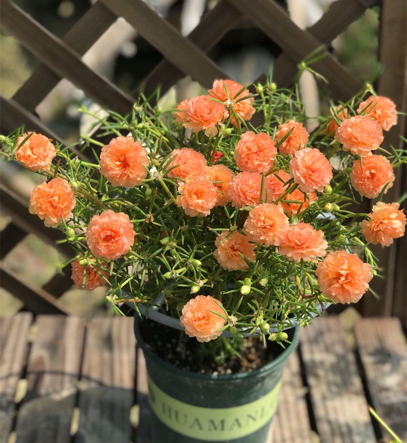 太阳花苗枝条重瓣植物室外花卉盆栽耐热新手易养满15元发货