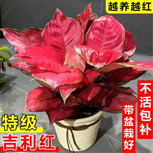 吉利红盆栽绿植室内如意皇