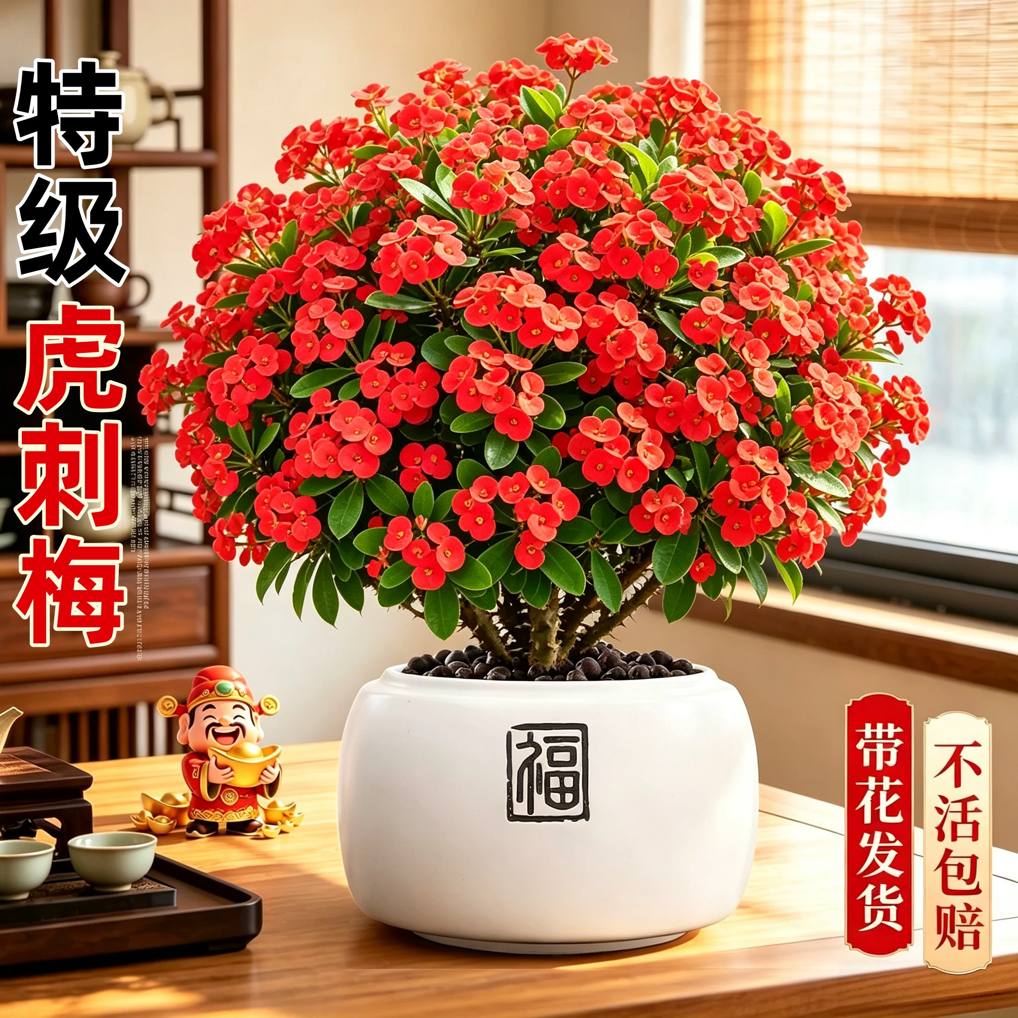 虎刺梅铁海棠老桩盆栽大叶大花阳台室内桌面绿植四季开花易养护