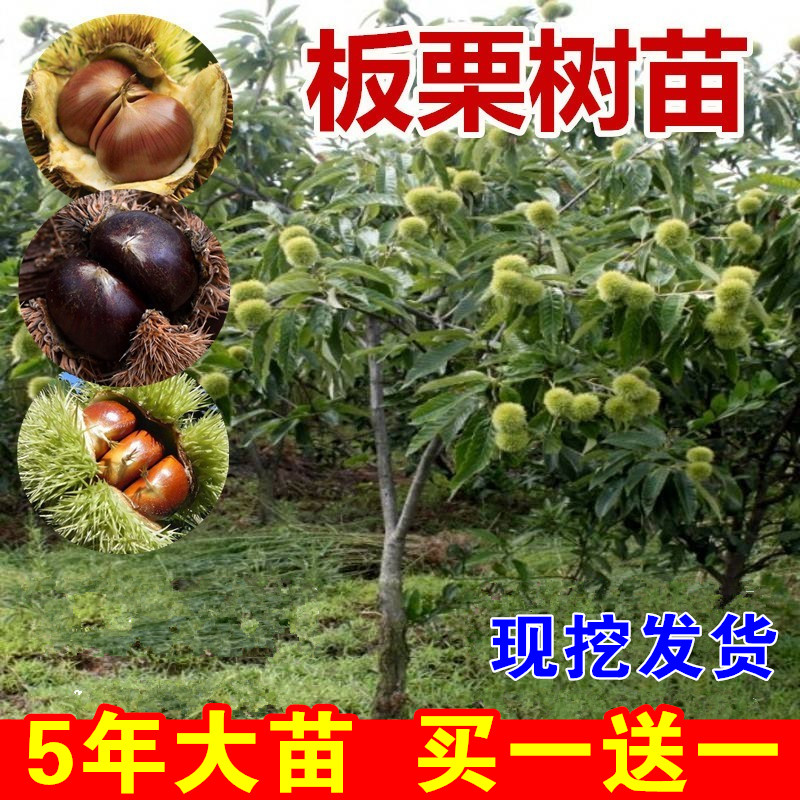 板栗苗树嫁接地栽南方北方种植大红袍当年结果特大板栗树果树果苗