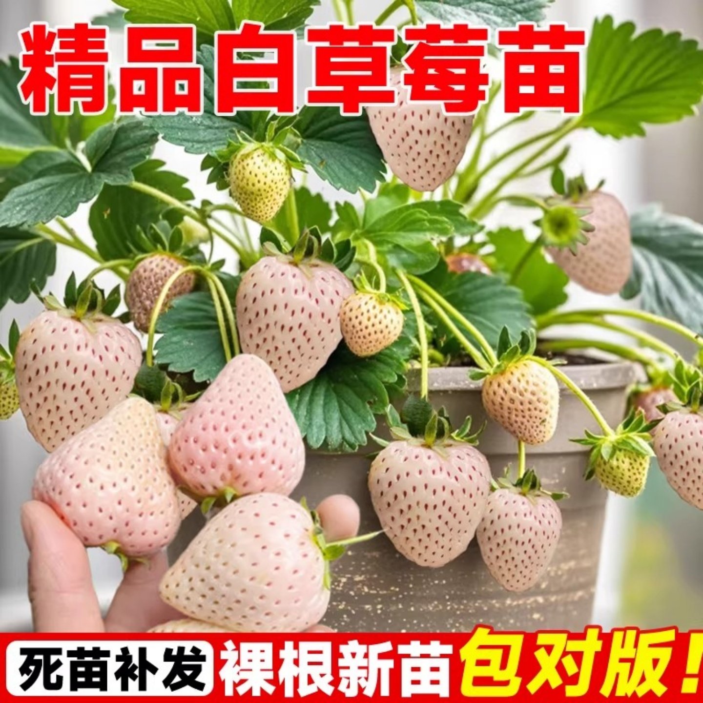 白雪公主草莓苗雪兔巨无霸特大美白姬妙香隋珠四季种植盆栽草莓苗,鲜花速递/花卉仿真/绿植园艺,种苗/半成品盆栽,淘宝优惠券,粉丝福利购,淘宝优惠卷