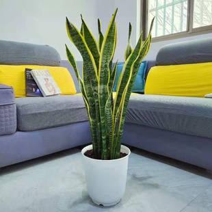 大型金边虎皮兰银麦虎尾兰室内吸甲醛净化空气客厅绿植盆栽花卉
