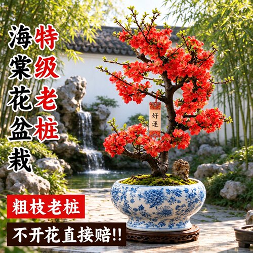 海棠盆栽重瓣长寿冠带花苞易养