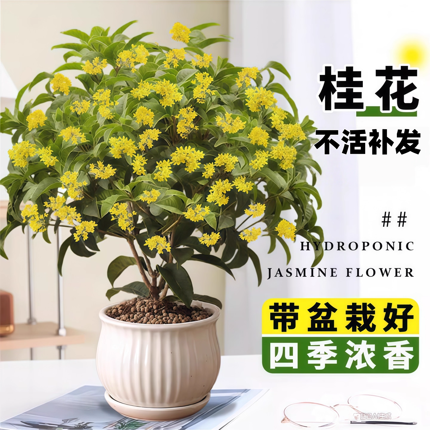 桂花盆栽树苗室内四季开不