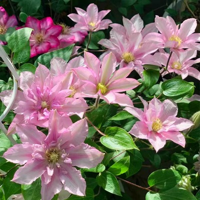 铁线莲花苗爬藤植物对版攀