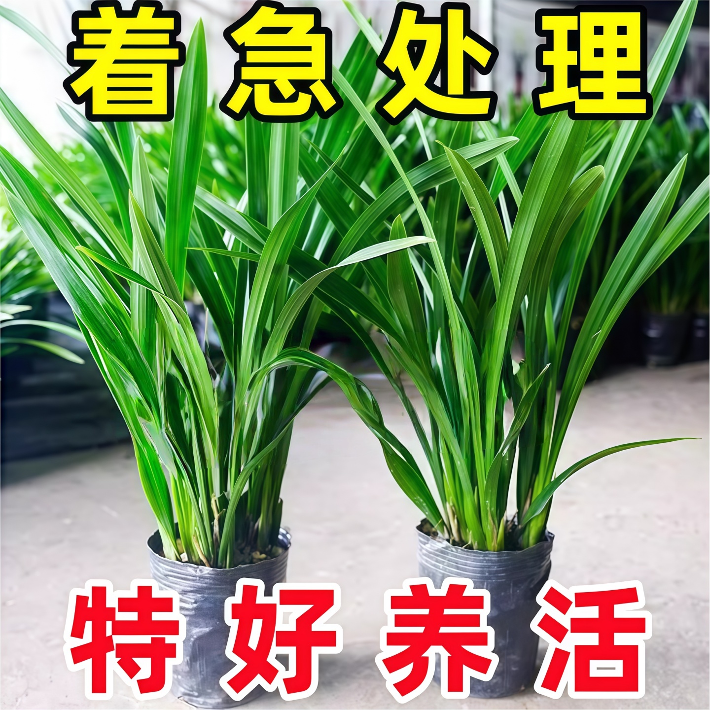 【特级兰花】高档苗墨企黑