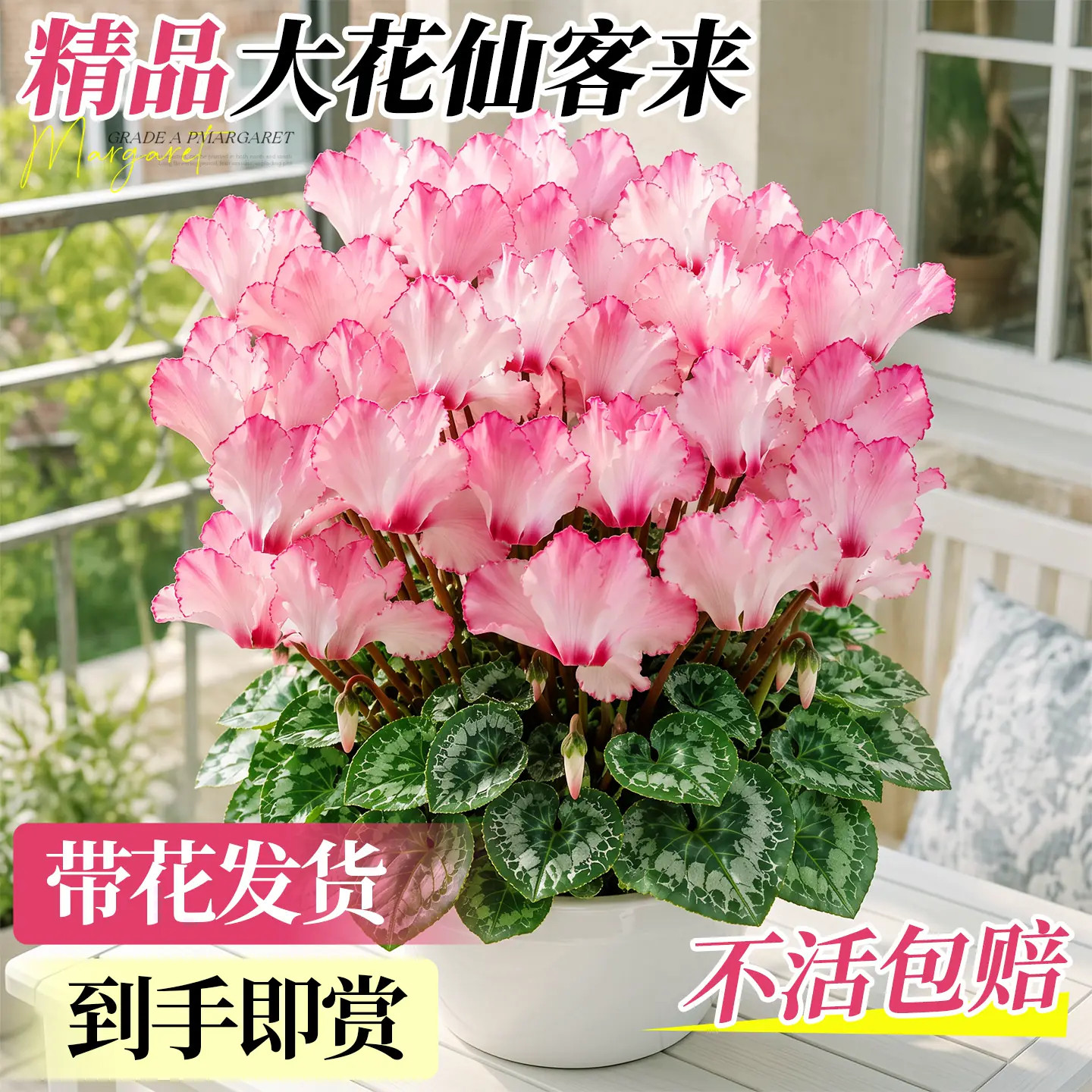仙客来盆栽带花特大花苗室内好养蝶衣重瓣绿植阳台观赏植物