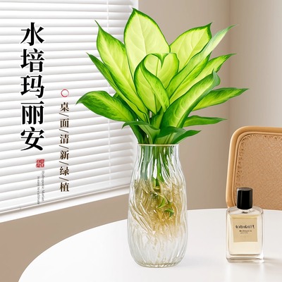 玛丽安水培植物盆栽富贵竹