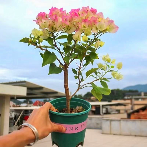 新品种三角梅盆栽小苗室内阳