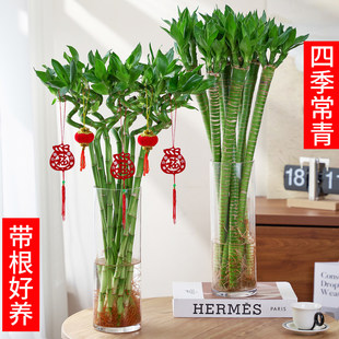 水培植物富贵竹转运竹子室内外客厅绿植盆栽开运竹文昌龙竹节节高