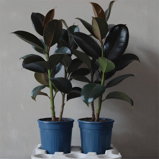 黑金刚橡皮树盆栽家庭室内客厅庭院长青花卉净化空气绿色观叶植物