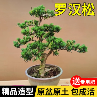 老桩罗汉松大型盆景小叶雀舌造型树苗好养迎客松室内小型桌面盆栽