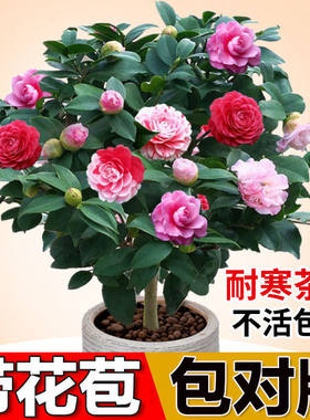 四季香妃茶花盆栽带苞五色赤